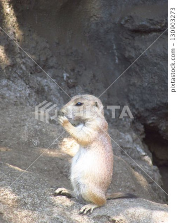 江戶川自然動物園的草原犬鼠 130903273