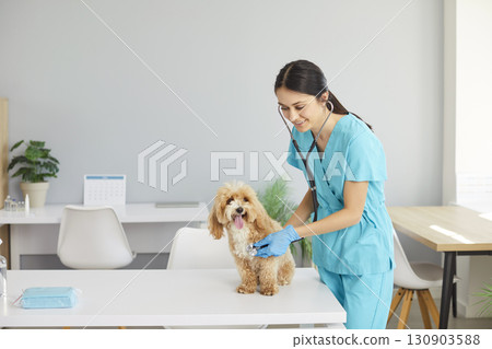 Young nurse or veterinarian woman examining dog with stethoscope standing in modern vet clinic. 130903588