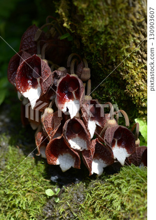 Aristrokia · Arborea 130903607