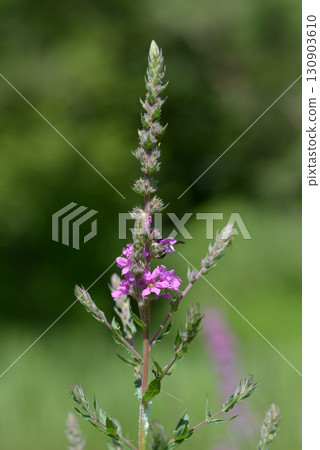 Ezomisohagi 130903610