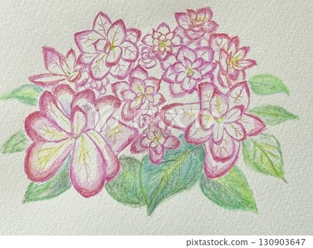 Hydrangeas with a mature mood 130903647