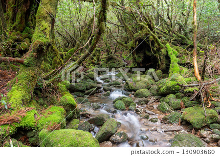 The most beautiful moss in Japan: Yakushima National Park (winter) 130903680