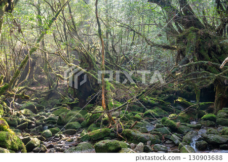 陽光透過樹梢,屋久島白谷雲水峽(冬季) 陽光透過樹梢,屋久島白谷雲水峽(冬季) 130903688