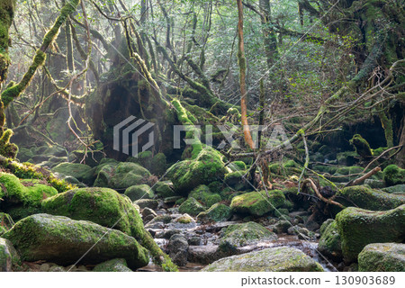 Sunlight filtering through the trees, Shiratani Unsuikyo Gorge, Yakushima (Winter) Sunlight filtering through the trees, Shiratani Unsuikyo Gorge, Yakushima (Winter) 130903689