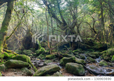Mossy forest and valley, Shiratani Unsuikyo Gorge, Yakushima (winter) Mossy forest and valley, Shiratani Unsuikyo Gorge, Yakushima (winter) 130903690