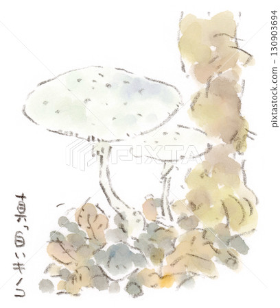 A watercolor illustration of a pure white mushroom (probably a member of the Parasol family) growing on the roadside 130903694