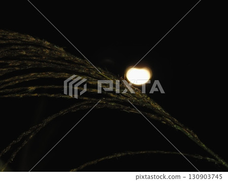 A partial lunar eclipse illuminating the Japanese pampas grass (20250908021029) 130903745