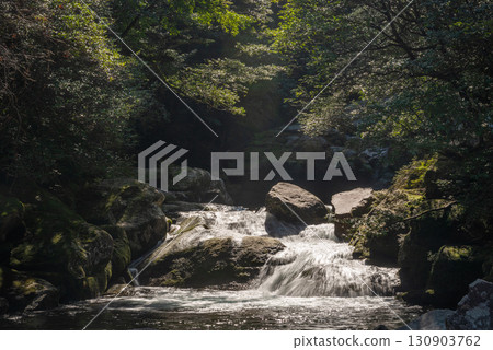 Shiratani Stream, Yakushima Shiratani Unsuikyo Gorge (Winter) 130903762
