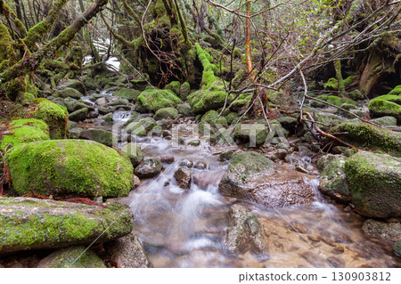 屋久島白谷雲水峽的苔蘚森林與山谷(冬季) 屋久島白谷雲水峽的苔蘚森林與山谷(冬季) 130903812