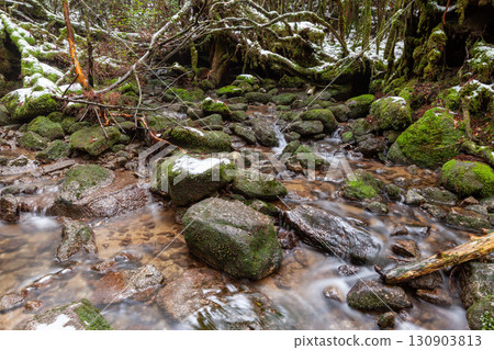 寒流：屋久島白谷雲水峽（冬季） 130903813