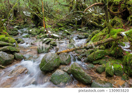 Frigid Stream: Shiratani Unsuikyo Gorge, Yakushima (Winter) 130903820