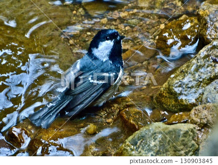 A coal tit bathing in mountain spring water. 130903845
