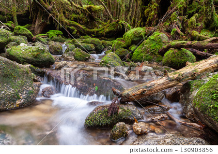 苔蘚谷、屋久島白谷雲水峽（春季） 130903856