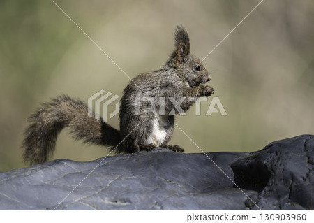 Spring squirrels Spring squirrels 130903960