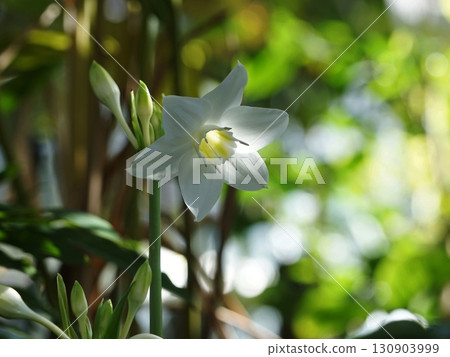 White flowers that shine in the backlight of early spring. January Tropical plants Amazon lily 25H4.3 Tama Green Live Center White flowers that shine in the backlight of early spring. January Tropical plants Amazon lily 25H4.3 Tama Green Live Center 130903999