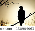 Silhouette of a Steller's sea eagle against the backlit morning sun in Churui, Shibetsu, Hokkaido 130904063