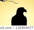 Silhouette of a Steller's sea eagle against the backlit morning sun in Churui, Shibetsu, Hokkaido 130904077