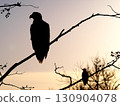 Silhouette of a Steller's sea eagle against the backlit morning sun in Churui, Shibetsu, Hokkaido 130904078