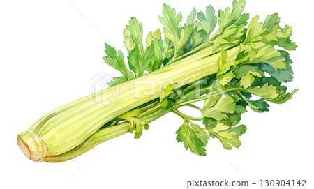 Celery watercolor illustration on transparent background (png) 130904142