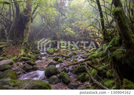 Mossy forest and stream, Shiratani Unsuikyo Gorge, Yakushima (Autumn) 130904162