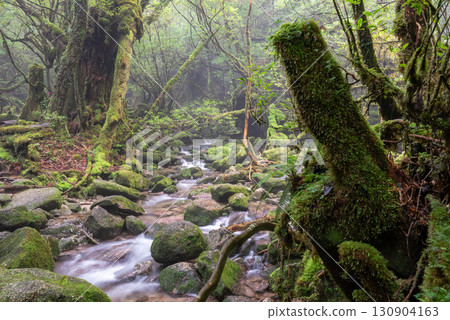 屋久島白谷雲水峽的苔蘚森林與山谷(秋季) 屋久島白谷雲水峽的苔蘚森林與山谷(秋季) 130904163