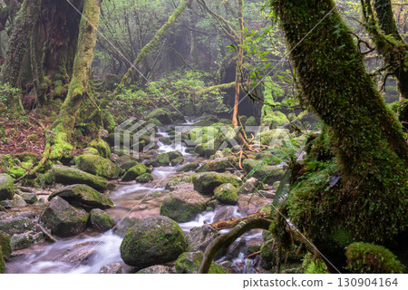 屋久島白谷雲水峽的苔蘚森林與山谷(秋季) 屋久島白谷雲水峽的苔蘚森林與山谷(秋季) 130904164