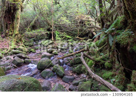 屋久島白谷雲水峽的苔蘚森林與山谷(秋季) 屋久島白谷雲水峽的苔蘚森林與山谷(秋季) 130904165