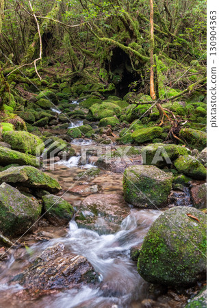 日本最美的苔蘚：屋久島白谷雲水峽（秋季） 130904363