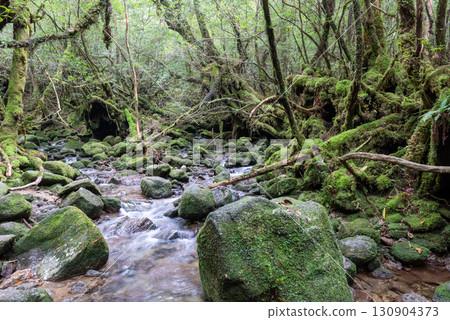 The Valley Where Gods Dwell: Shiratani Unsuikyo Gorge, Yakushima (Autumn) 130904373
