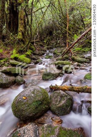 苔蘚谷、屋久島白谷雲水峽(秋季) 苔蘚谷、屋久島白谷雲水峽(秋季) 130904430
