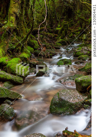 苔蘚谷、屋久島白谷雲水峽(秋季) 苔蘚谷、屋久島白谷雲水峽(秋季) 130904431