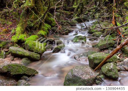 Mossy Valley, Yakushima Shiratani Unsuikyo Gorge (Autumn) 130904435