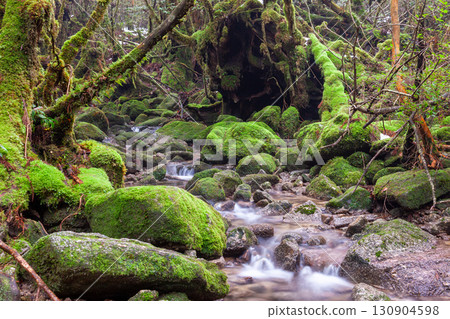 日本最美青苔溪谷:屋久島白谷雲水峽(冬季) 日本最美青苔溪谷:屋久島白谷雲水峽(冬季) 130904598