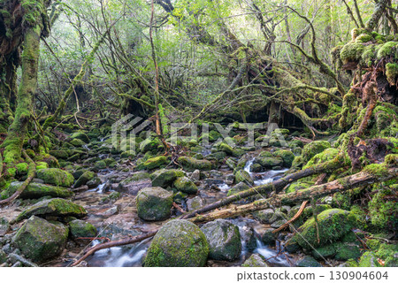 The most beautiful moss-covered valley in Japan: Yakushima Shiratani Unsuikyo Gorge (Winter) 130904604