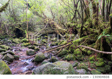 The most beautiful moss-covered valley in Japan: Yakushima Shiratani Unsuikyo Gorge (Winter) 130904608