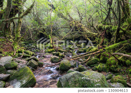 The most beautiful moss-covered valley in Japan: Yakushima Shiratani Unsuikyo Gorge (Winter) The most beautiful moss-covered valley in Japan: Yakushima Shiratani Unsuikyo Gorge (Winter) 130904613