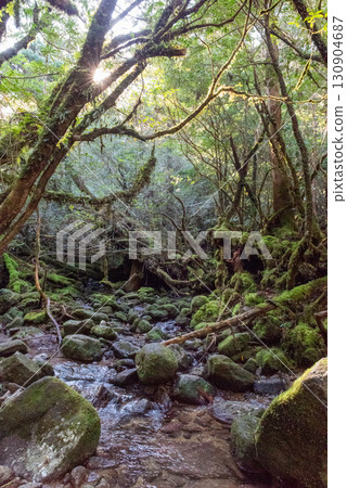 Sunlight filtering through the trees: Shiratani Unsuikyo Gorge, Yakushima (Winter) 130904687