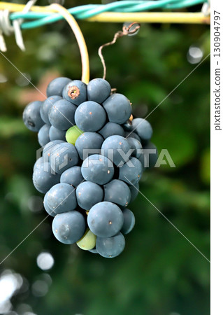 野葡萄,又稱 Ebizuru,果實纏繞在公園的柵欄上 野葡萄,又稱 Ebizuru,果實纏繞在公園的柵欄上 130904797