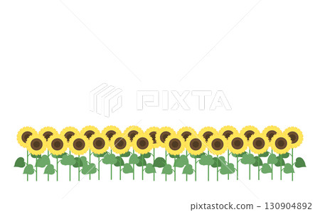 Simple sunflower field 130904892