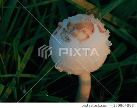 沐浴在清晨陽光下的大傘菇 沐浴在清晨陽光下的大傘菇 130904898