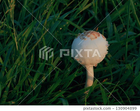 Large parasol mushroom bathed in the morning sun 130904899
