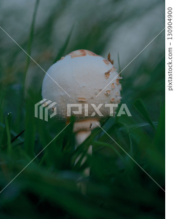 Large parasol mushroom bathed in the morning sun 130904900