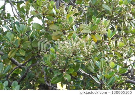 Young fruits of Umbelia umbellata, 2025 130905100