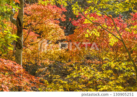 照羽峽被美麗的秋色所籠罩 照羽峽被美麗的秋色所籠罩 130905251