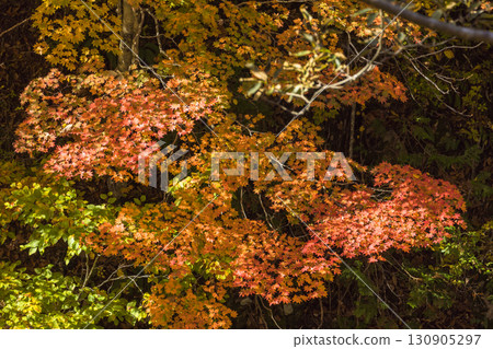 Teruha Gorge, where maple leaves shine Teruha Gorge, where maple leaves shine 130905297