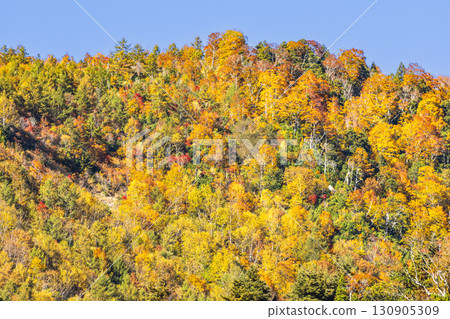 照羽峽被美麗的秋色所籠罩 130905309