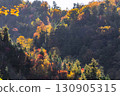 [Teruha Gorge] Autumn leaves shining in the backlight 130905315