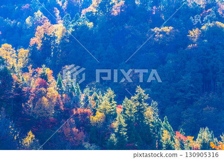[Teruha Gorge] Autumn leaves shining in the backlight 130905316