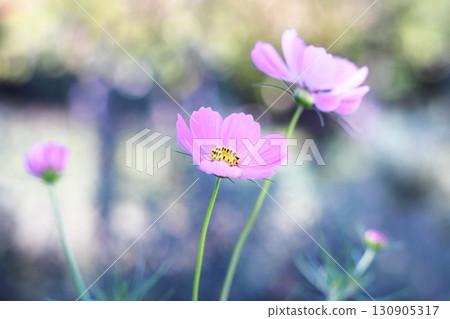beautiful background and pink cosmos 130905317