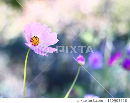 beautiful background and pink cosmos 130905318